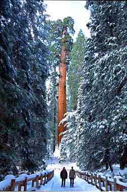 Climbing Earth's Second-Largest Tree Granttree