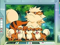 Qual o Pokemon que Mais Gosta? Arcanine