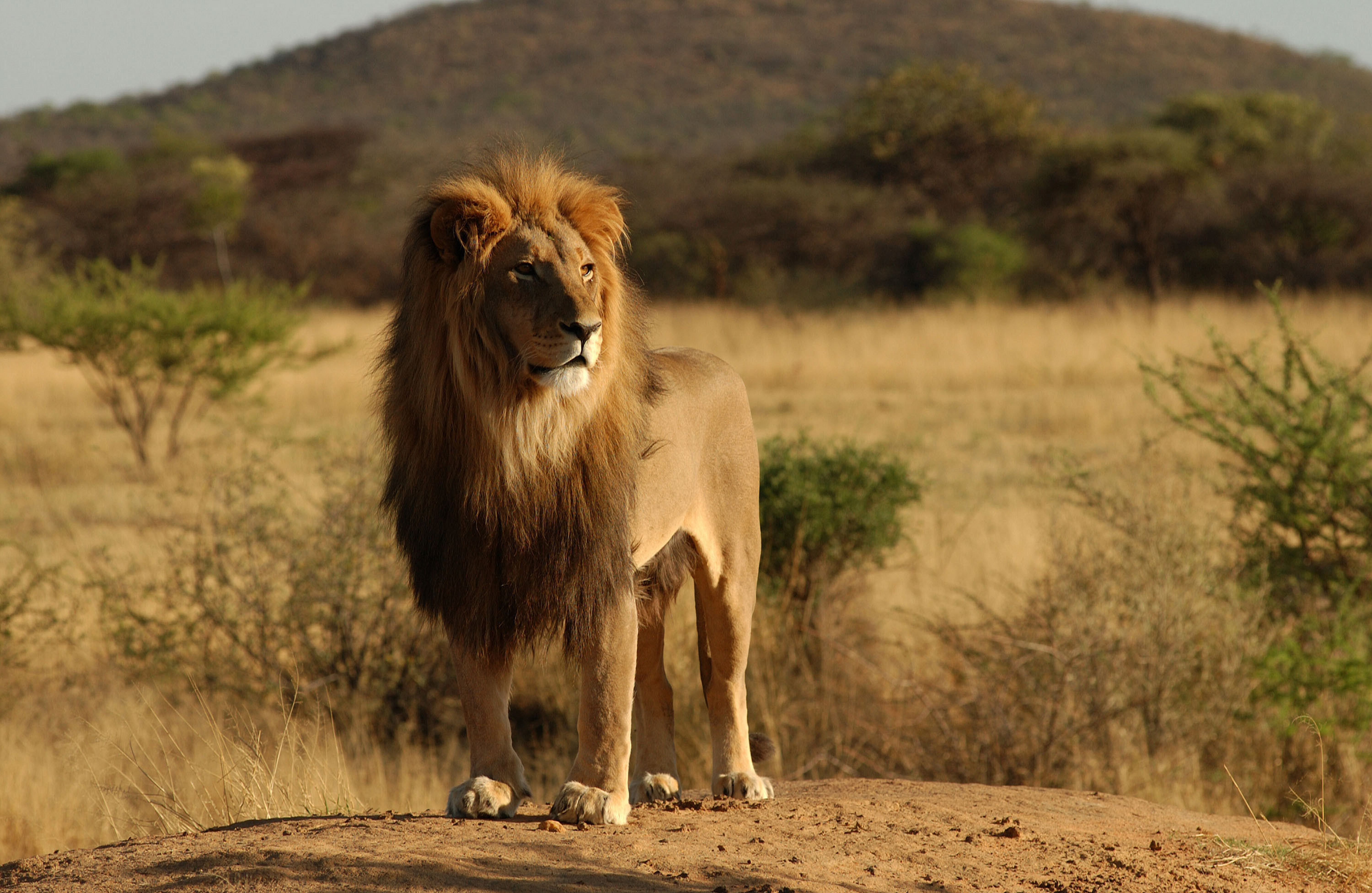 Scott Godric Lion-shutterstock