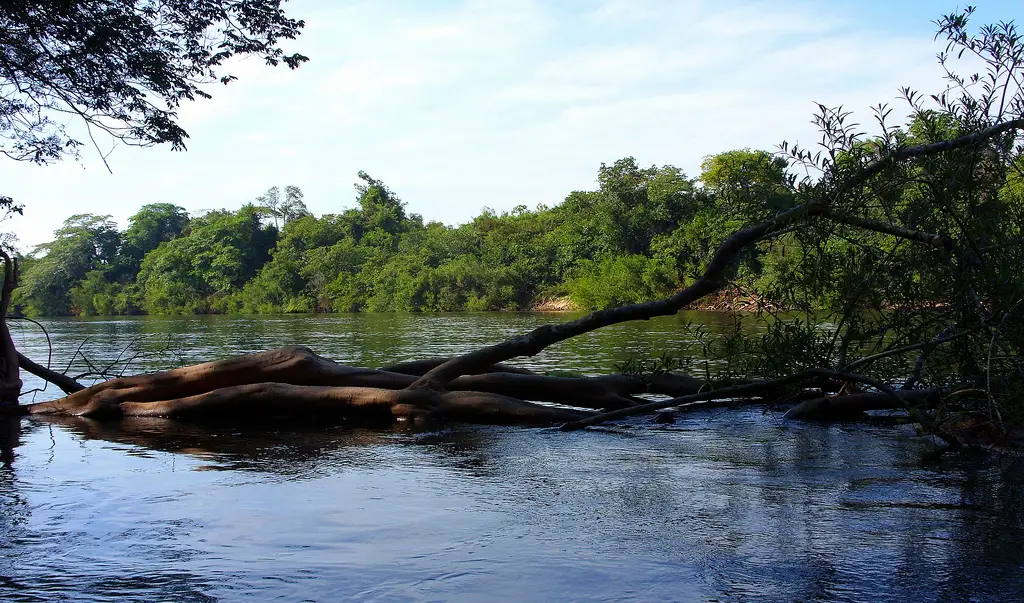 L'eau claire en Amazonie Rio-Tocantins-3