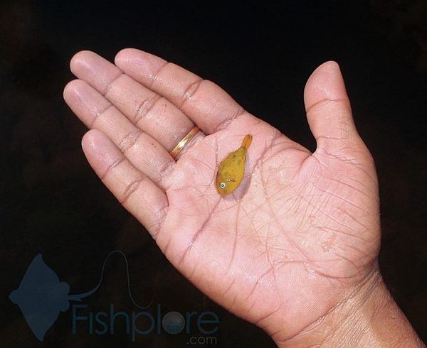 Un poisson-globe nain du genre Carinotetraodon Carinotetraodon-sp.