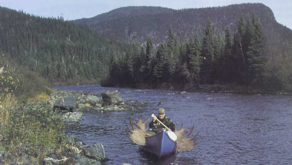 moose ,ou chasse à l'orignal Record2