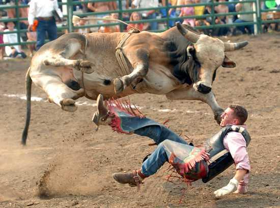 Fotos divertidas de animales - Página 10 Vaquero_por_los_suelos