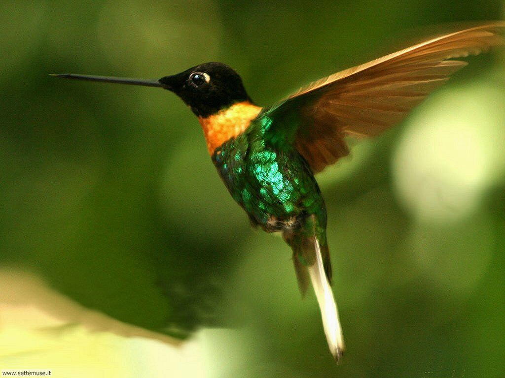 L'isola del tabacco Colibri_007