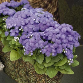 Цвеќе Ageratum