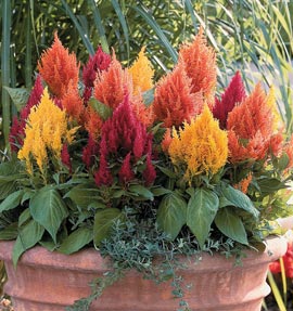 Цвеќе Celosia1