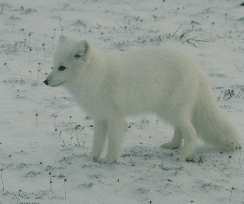 La situation actuelle de Feline Life Arctic%20fox