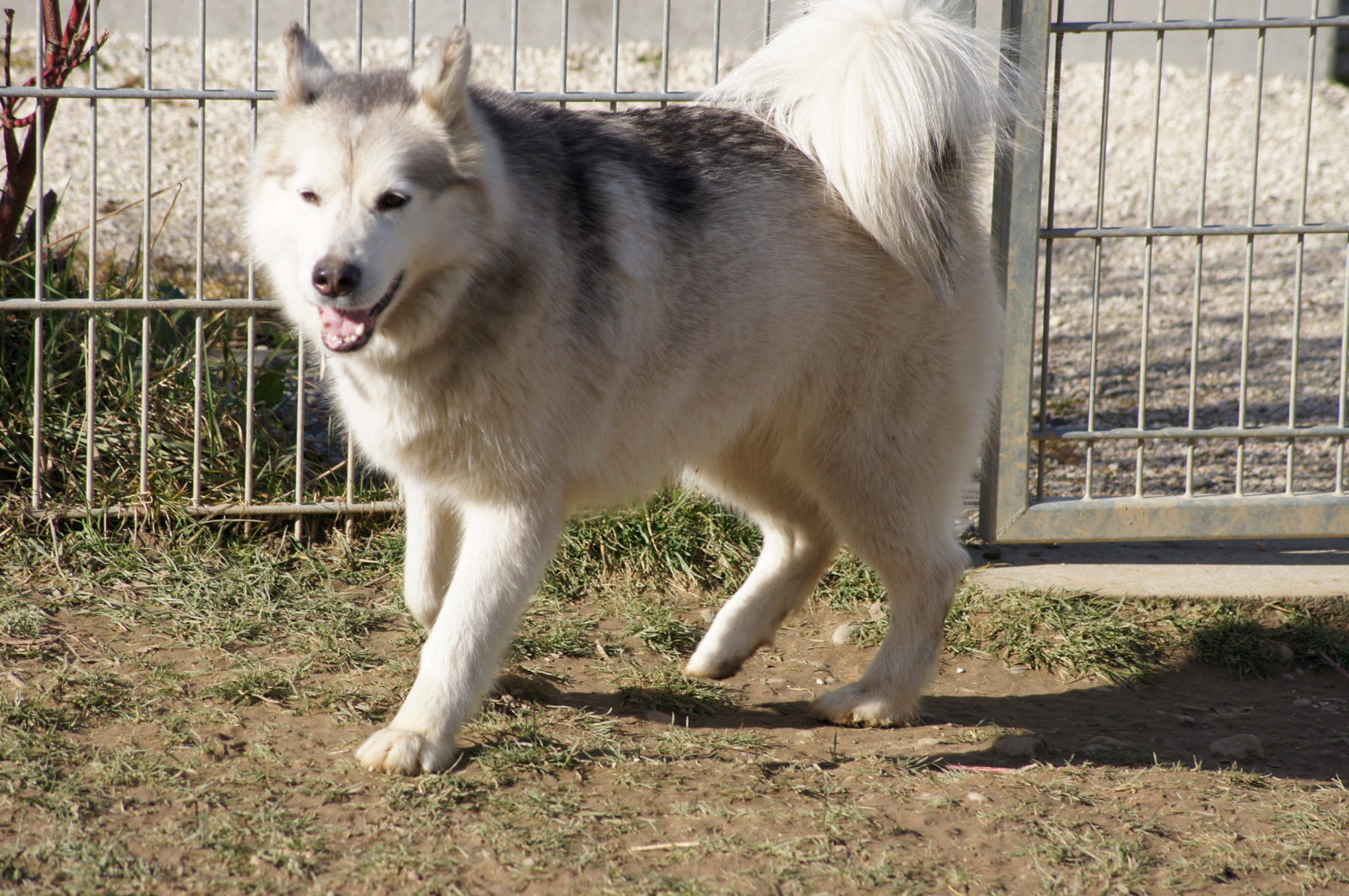 MAYA, HUSKY, gentille, pas de chats née le 29.05.2006 REFU Suisse ADOPTé Ii74-maya-1