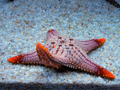 Pesti & animale acvatice Starfish