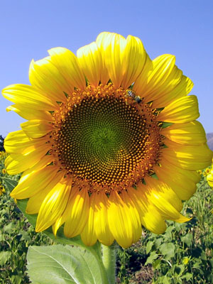 صور أزهار طبعية Sunflower