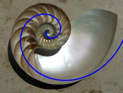 OVNI: il a passe 6 ans dans un ovni  NautilusCutawaySpiral