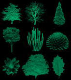     Plantssm