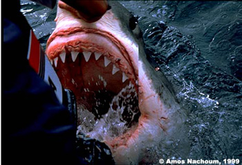 الي يحب سمك القرش يدخل ويشوف Amosheading22