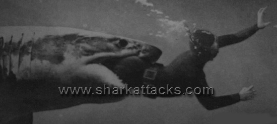 صور أسماك Sharkeatsguy1