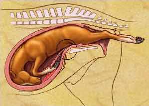 The DYSTOCIA Dystocia2