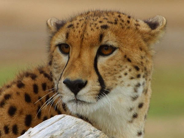 Flash the Cheetah's bio 800px-Zoo_4_bg_11302