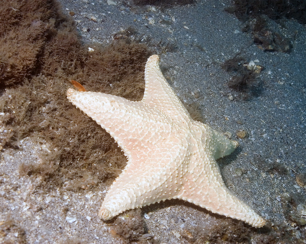 صور واشكال نجم البحر  CushionSeaStar