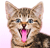 Paginas de emoticonos y gifs Kitty-tongue-smiley-emoticon