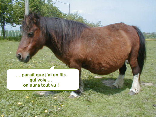 photo drole - Page 2 ShetVolants0