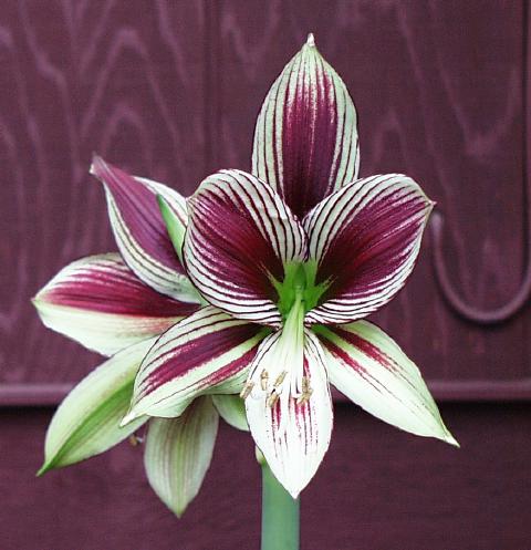 amaryliss - Page 2 Hippeastrum_papilio-1m