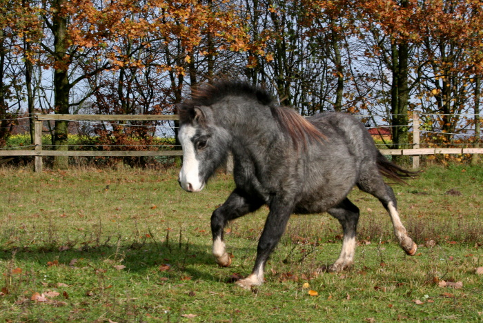 Meine Großen und meine Kleinen Romeo11_2