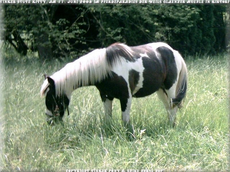 Ecurie pour les chevaux TinkerStuteKitty11.06.2003