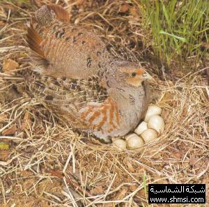 معلومات عجيبة عن الطيور  Shmsi-9febbc3eed