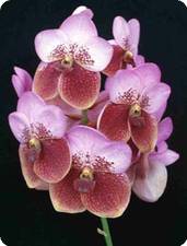 schwerter-orchideenzucht (vendeur d'orchidées en Allemagne) Vanda%20sanderiana