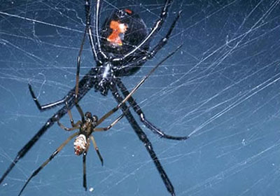 أكل الأزواج مفيد للصحة Female-spider