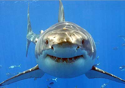 اكتشاف سر سحق سمك القرش لأعدائه Shark%20teeth