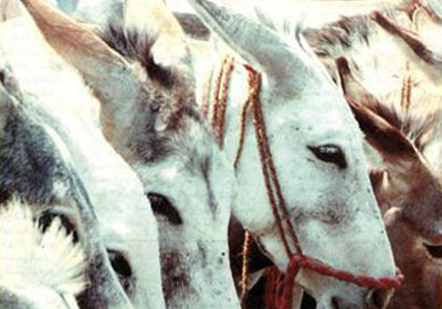 أخبار طريفة وعجيبة (1) Egyptian-donkeys