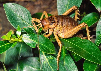 عالم المانى يعثر فى نيوزيلندا على أكبر حشرة في العالم The-largest-insect