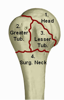 Gãy Đầu Trên Xương Cánh Tay Neer_parts