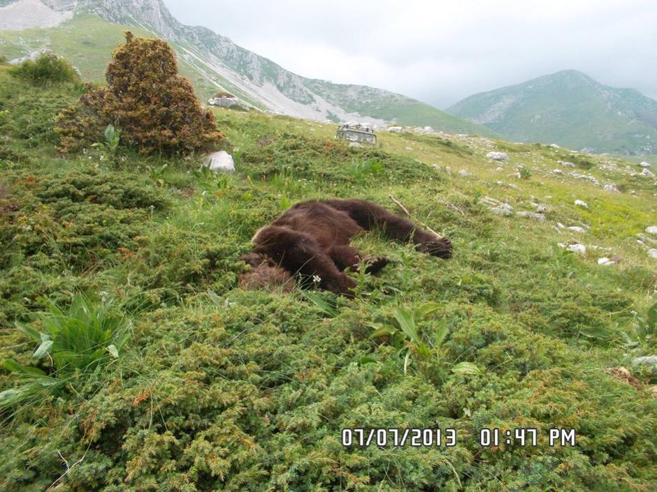 Vritet me tre plumba ariu Stefano, një nga 60-të speciet e llojit 84595