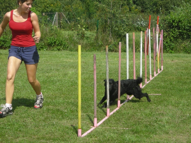 23.8 - 4fun agility tekma - KD Barje - Page 3 Male31