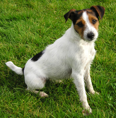 Parson russell terrier 1191990410parsonrussellt