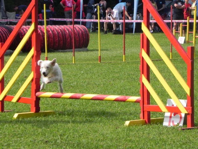 Parson russell terrier Dscn2357