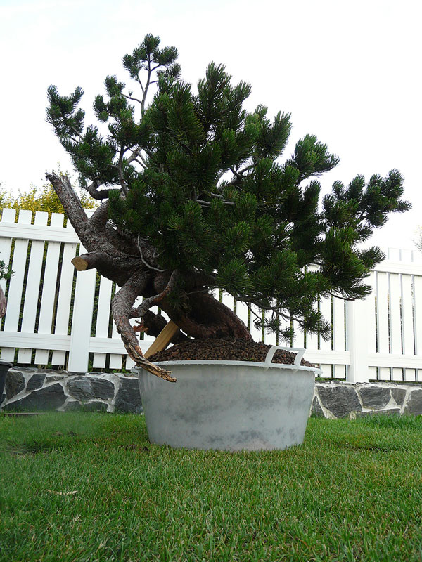 Pinus Mugo - Yamadori P1040625res