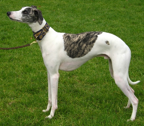 Whippet Whippet437x1191991464500