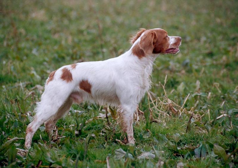 Bretonski ptičar - Epagneul Breton Breton15