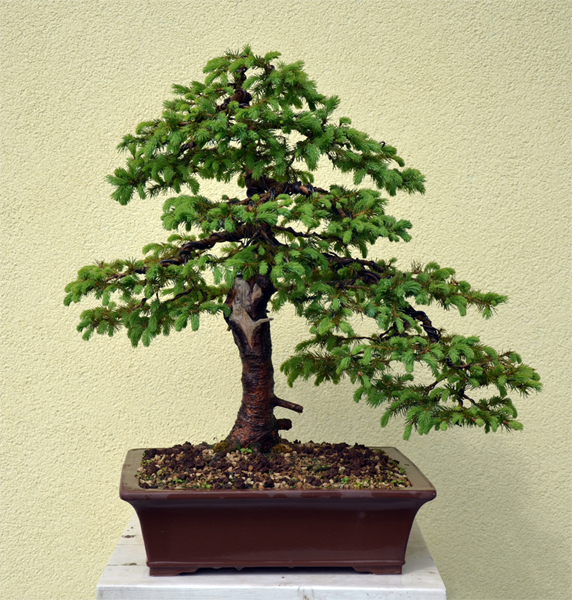 Picea Yamadori - first styling 201105-14smreka021s