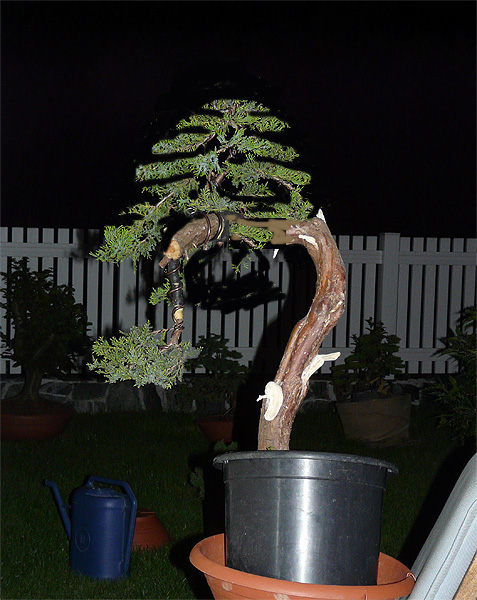 Juniperus Brinmons201006-24002virt