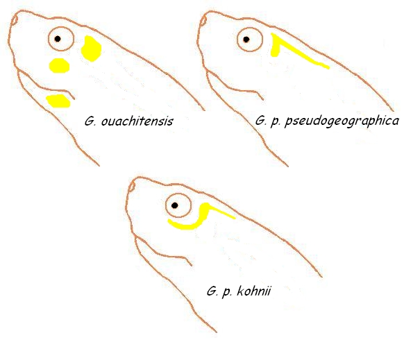 Fiche Graptemys pseudogeographica kohnii Rodgraptemys2