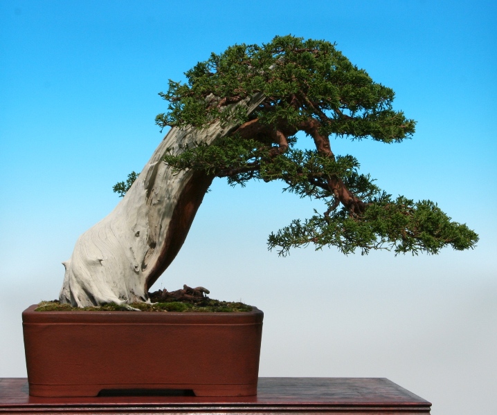 Juniperus itoigawa 27-04-2010