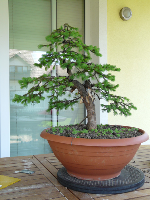 Picea Yamadori - first styling 201005-25smreka014