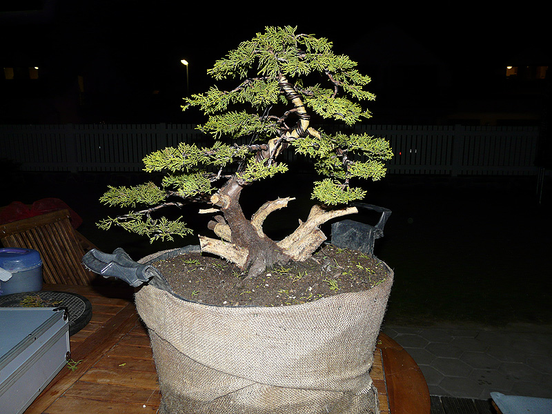 Juniperus - First Styling Brin2010-05-06002