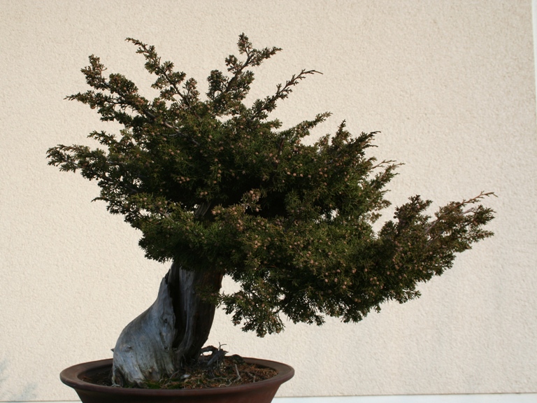 Juniperus itoigawa 1-03-2009