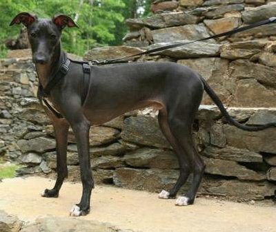 Whippet Roo-whippet-725131