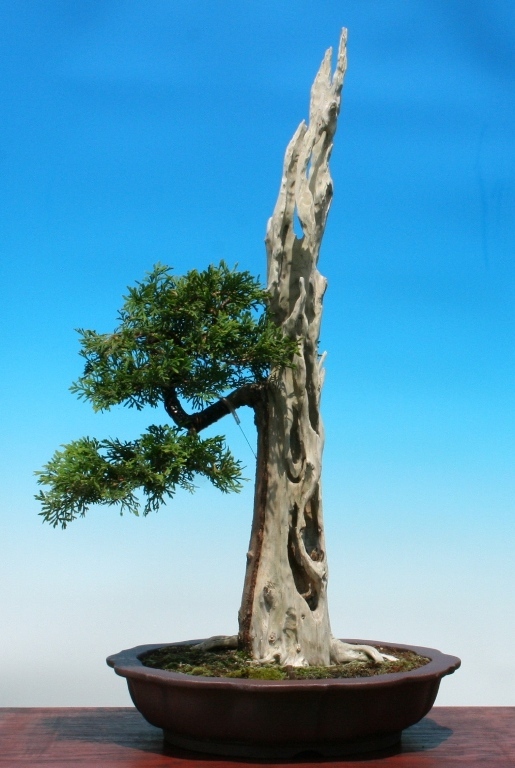 My thuja smaragd - Page 2