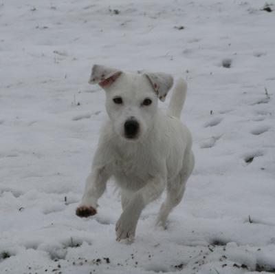 Parson russell terrier Parson-jack-russell-terr